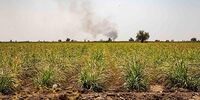 تصاویر| تشنگی مزارع نیشکر هفت تپه