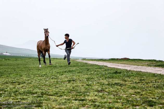 پرورش اسب روستای صوفیان