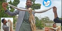 تولد بچه بز با گوش های نیم متری+ عکس
