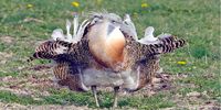 خطر انقراض میش مرغ در بوکان+عکس

