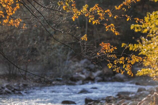 15124044_247
