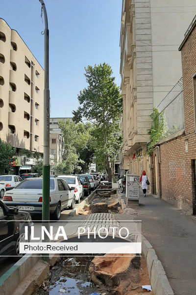 ببینید؛ برکناری آقای شهردار به دلیل قطع درختان خیابان فلسطین تهران