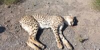 عکسی تلخ از جستجوی هلیا به دنبال توله‌اش در جاده مرگ