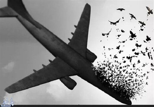 توییت مهم علی مطهری درباره سقوط هواپیمای اوکراینی