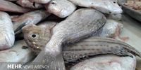 قیمت انواع ماهی در بازار+ جدول
