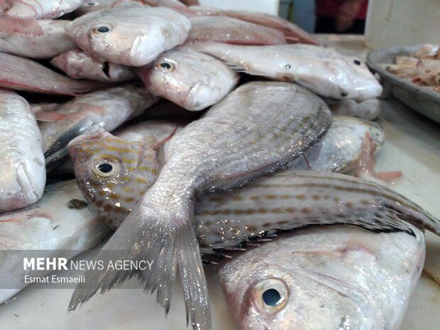 قیمت انواع ماهی در بازار+ جدول
