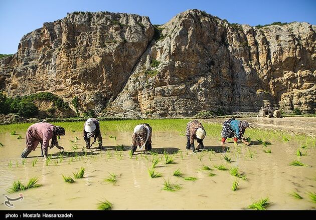نشا برنج در گلستان