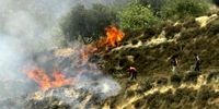 صهیونیست ها به درختان زیتون هم رحم نکردند/ حمله به کرانه باختری