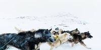 تصاویر زیبایی از قطب شمال