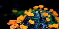 ترسناک ترین موجود در طبیعت را بشناسید+عکس