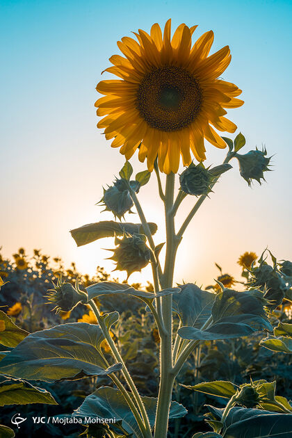 8626100_198