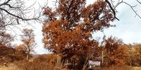 ثبت بلندترین درخت کشور در فهرست ملی