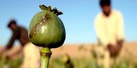 ماجرای کشت خشخاش در اراضی اجاره‌ای یک دانشگاه+اطلاعیه