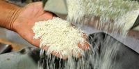 واردات برنج نصف شد + نمودار