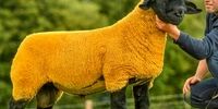 گوسفند لاکچری ۵۲ هزار دلاری! + عکس