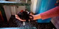 معمای بحران ساز بریدن موی زنان کشمیر در خواب + عکس