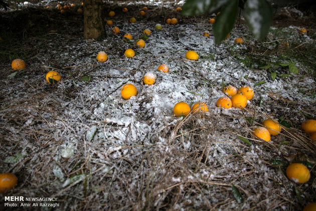 خسارت برف به باغ های مرکبات مازندران