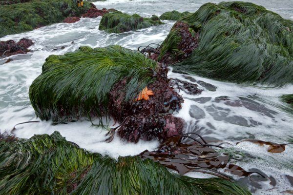 این جلبک دریایی، از ابتلا به کرونا جلوگیری می کند