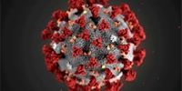 ویروس کرونا 7 بار در بدن مبتلا تکثیر می شود 