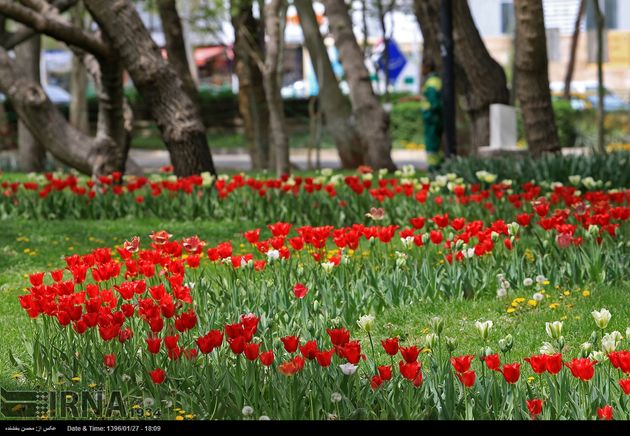 جشنواره گل ها در مشهد