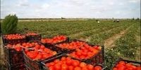 عوارض صادرات گوجه فرنگی اعلام شد