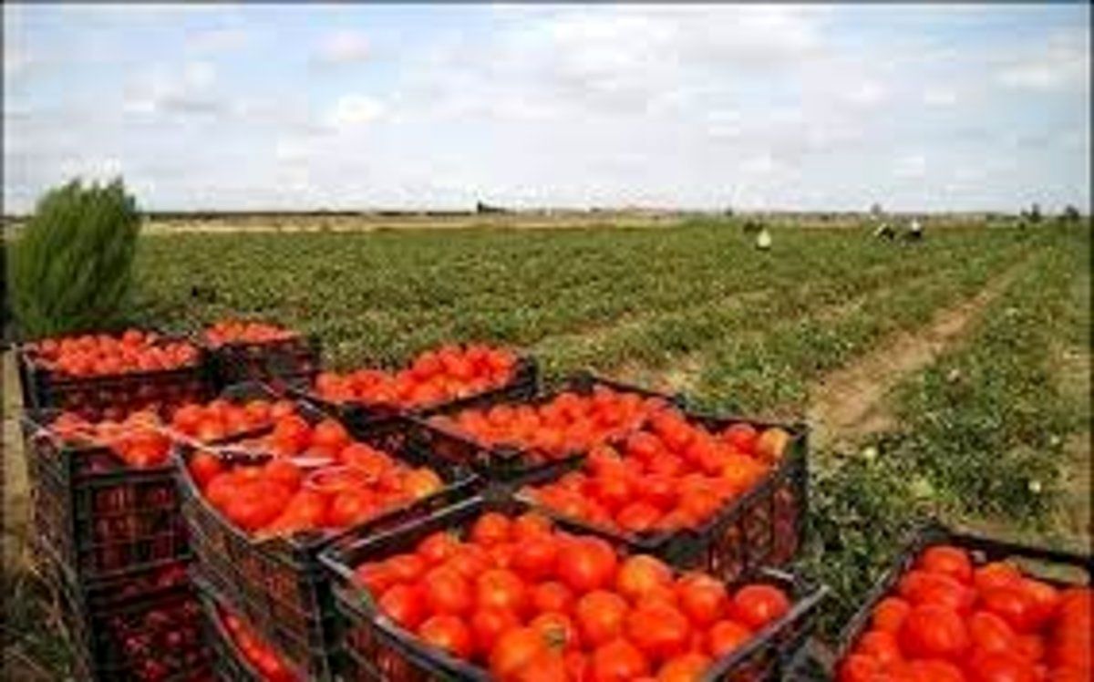 عوارض صادرات گوجه فرنگی اعلام شد