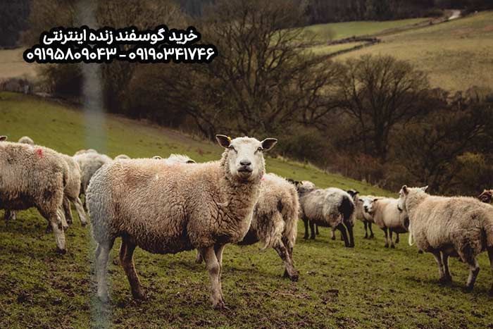 جدیدترین قیمت دام زنده اعلام شد