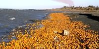 تبدیل دریای خزر به زباله دان مرکبات سرمازده
