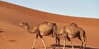 دردسر عجیب شترها برای ملی‌پوشان انگلیس در قطر