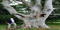 عجیب‌ترین درختان جهان را ببینید +عکس 

