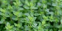 خوردن آویشن برای این افراد ممنوع!