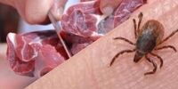 هشدار؛ تشدید شیوع تب کریمه-کنگو در فصل گرما 
