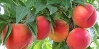 خواص فوق العاده هلو که نمی دانستید
