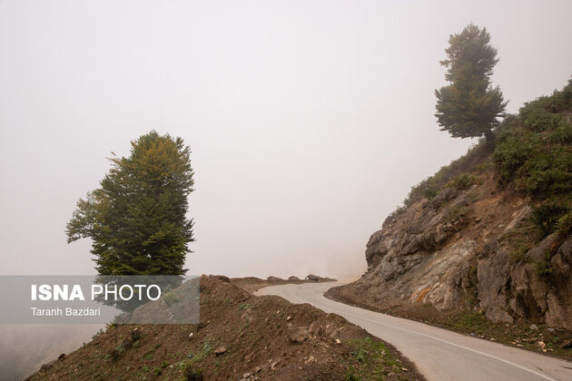 62398787_taraneh-bazdari-16