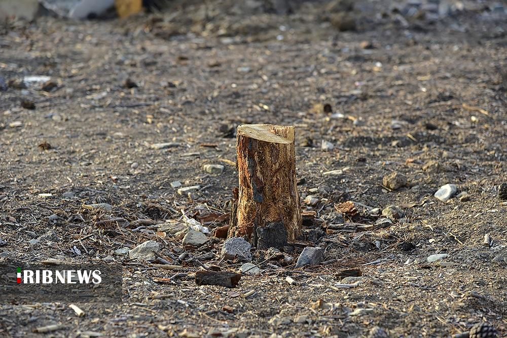 تصاویر| داستان ادامه‌دار قطع درختان در پایتخت