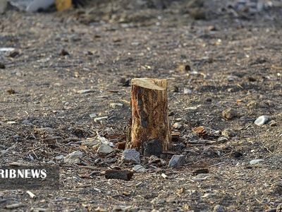 تصاویر| داستان ادامه‌دار قطع درختان در پایتخت