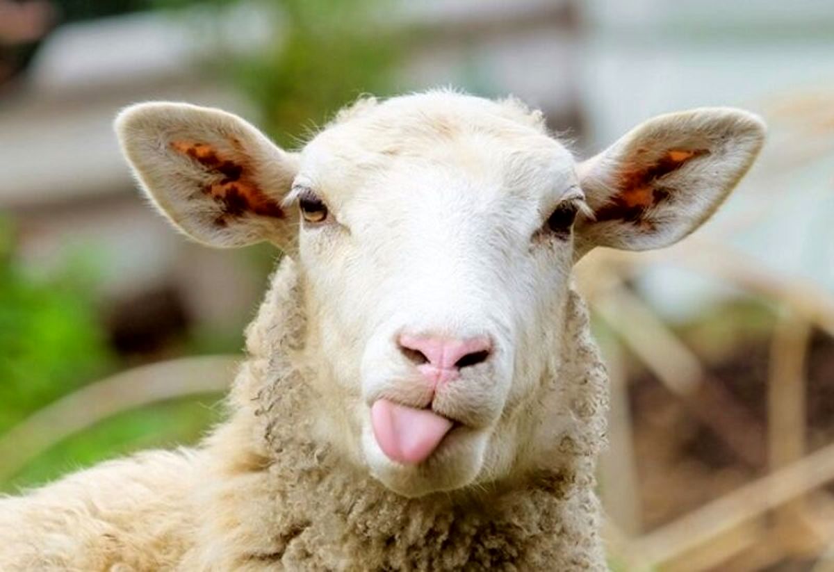 یک گوسفند به اتهام قتل زندانی شد