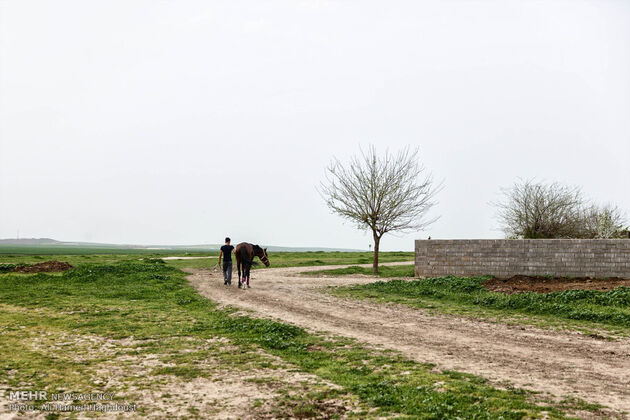 پرورش اسب روستای صوفیان