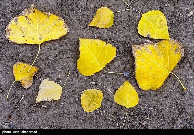 image11