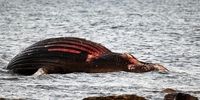 هشدار مقامات سوئد: به نهنگ‌ مرده نزدیک نشوید