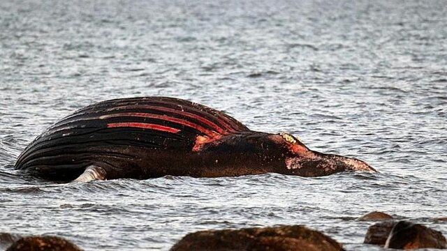 هشدار مقامات سوئد: به نهنگ‌ مرده نزدیک نشوید
