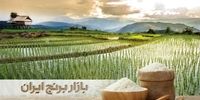 پشتیبانی از تولید در تنها بازار تخصصی برنج ایران