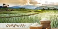 چرا کشاورزان برنج نمی فروشند؟