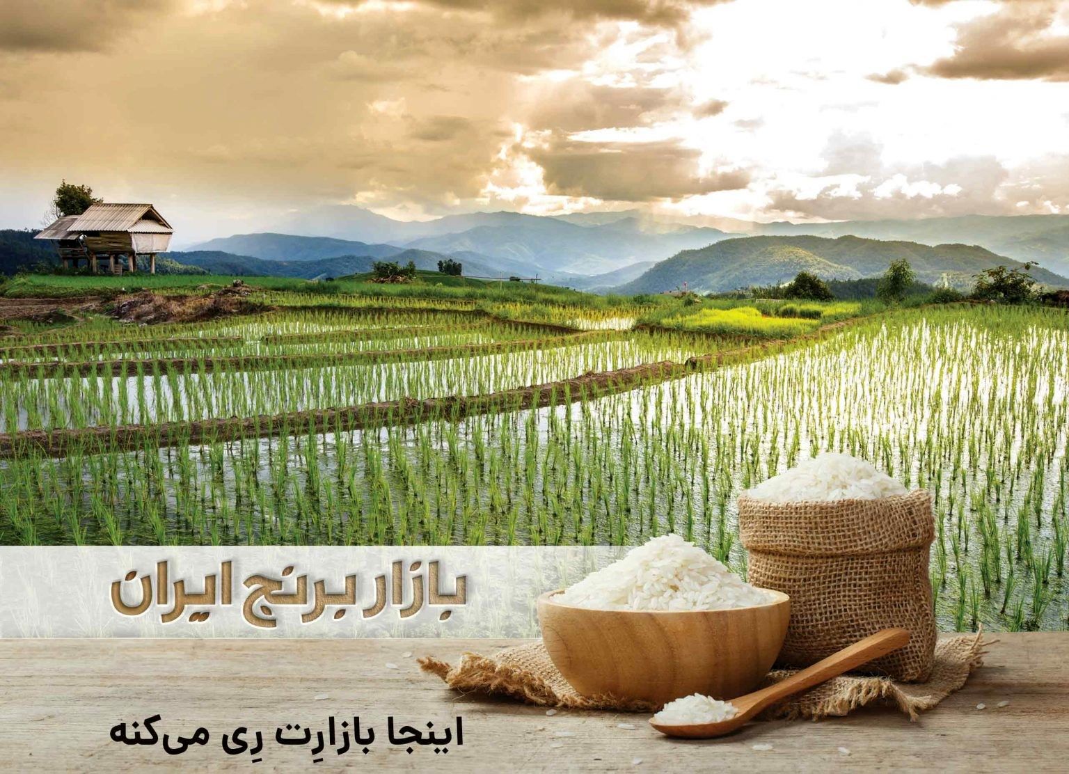 چرا کشاورزان برنج نمی فروشند؟