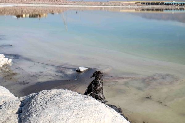 برای انتقال آب از وان به دریاچه ارومیه ترکیه تمایل دارد ایران نه