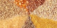 ماجرای تخلف در واردات نهاده‌ دامی چیست؟ / گمرک مدعی شد