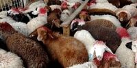 قیمت دام زنده در آستانه تاسوعا و عاشورا
