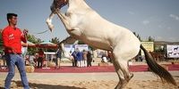 جشنواره اسب اصیل ترکمن در خراسان شمالی
