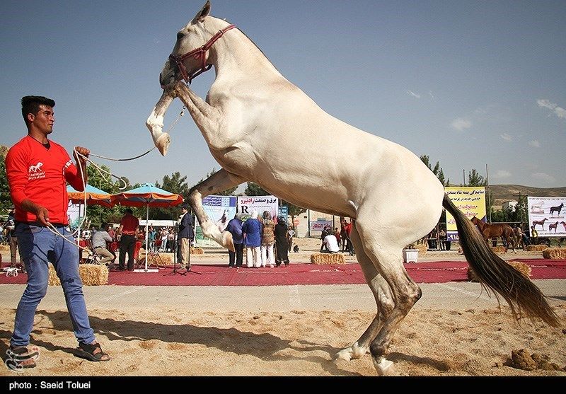 جشنواره اسب اصیل ترکمن در خراسان شمالی