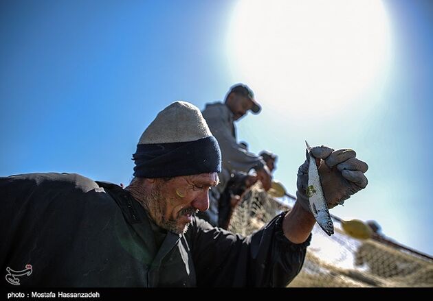 پایان فصل صید ماهی در میانکاله